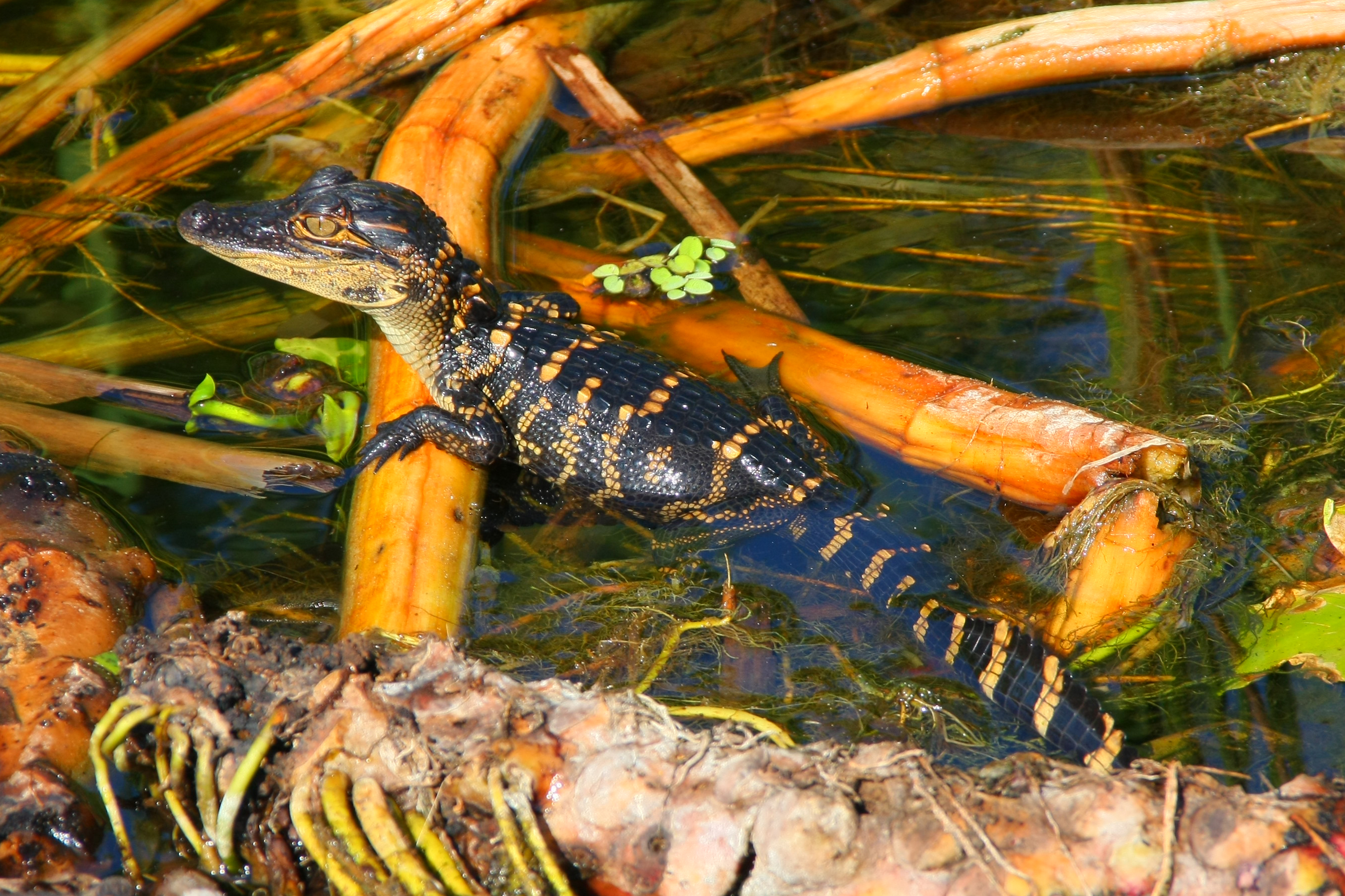 Coopertown Everglades Airboats