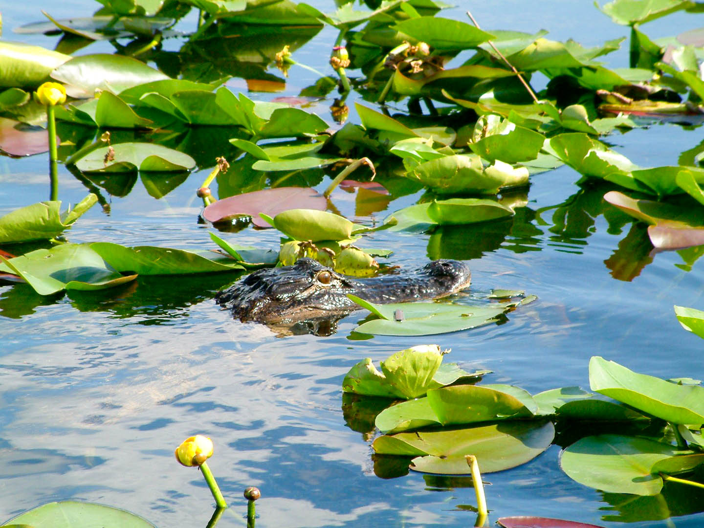 Coopertown Everglades Airboats